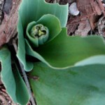 rabbits have nibbled this tulip