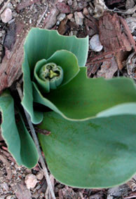 rabbits have nibbled this tulip