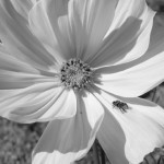 flower and spider by JGoode
