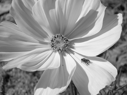 flower and spider by JGoode flower and spider by JGoode