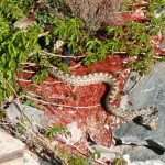 the bull snake in my yard