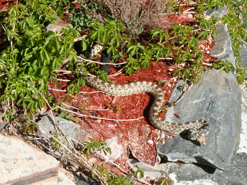 bull snake in my year the bull snake in my yard