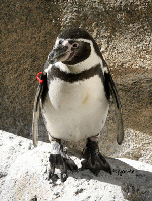 Penguin by JGoode Penguin by JGoode